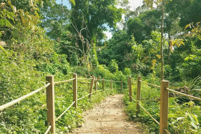 a path in the middle of a lush green forest