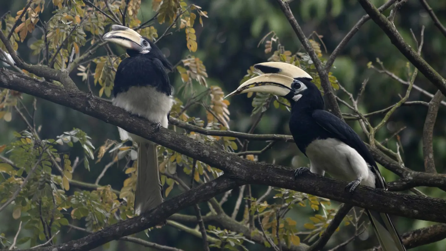 a couple of birds sitting on top of a tree branch