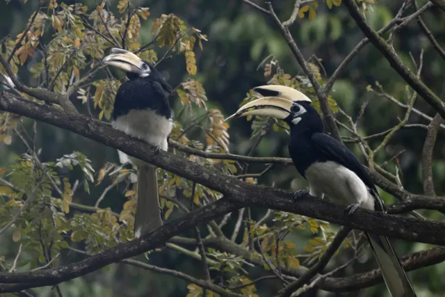 a couple of birds sitting on top of a tree branch