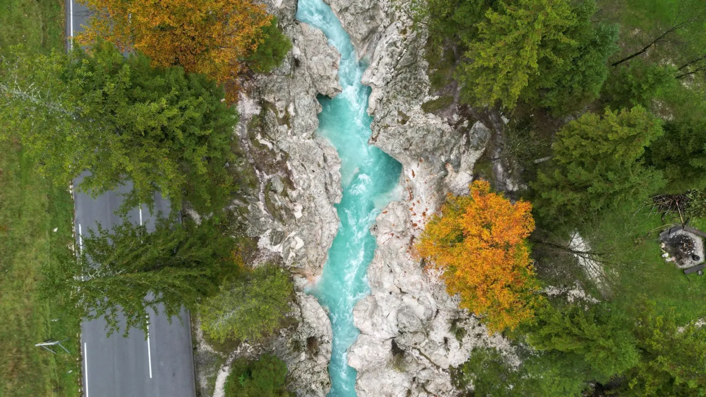 A river running through a lush green forest