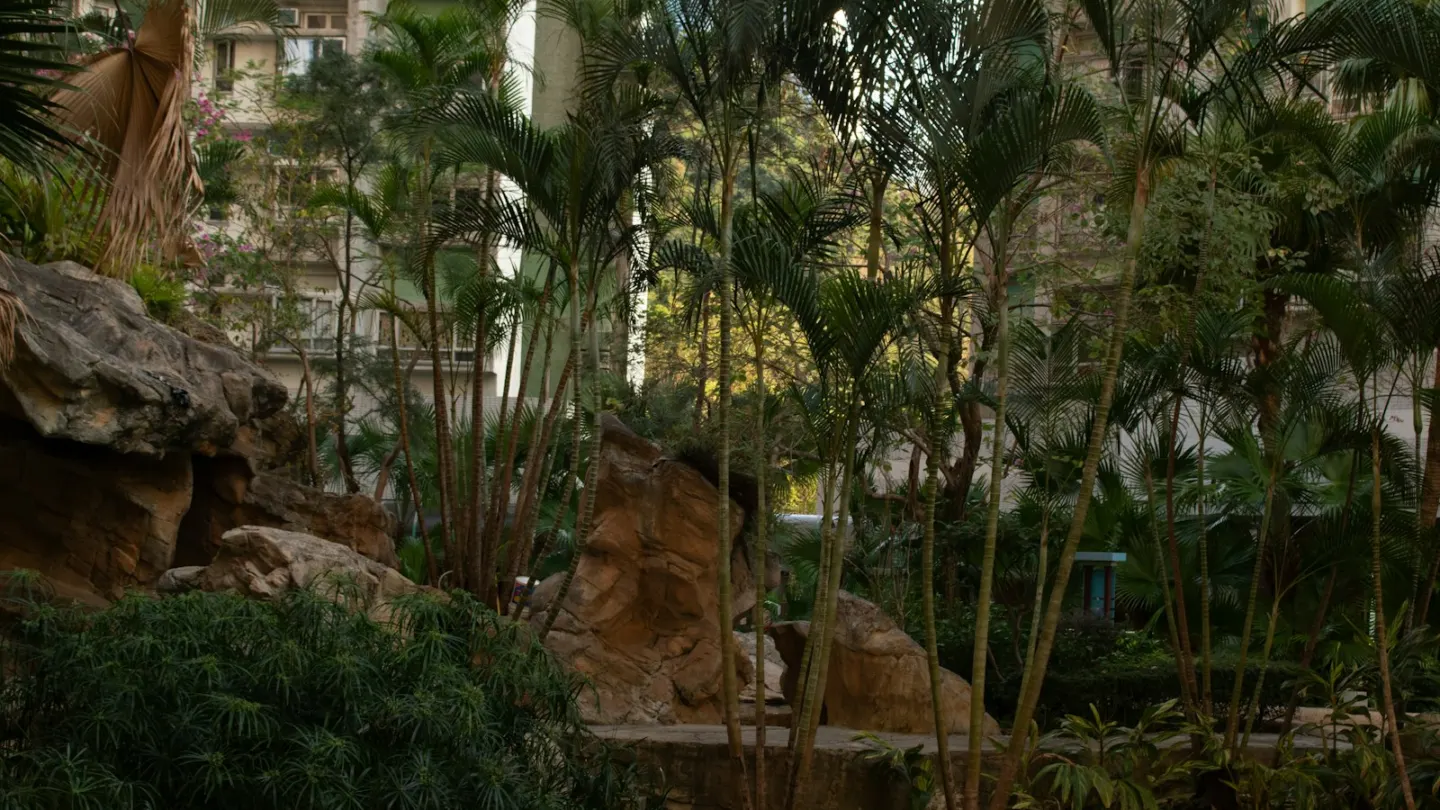 Tall palm trees and large rocks in a garden near apartment buildings